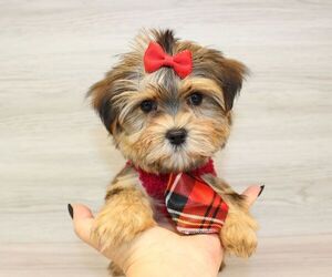 Morkie Puppy for Sale in LAS VEGAS, Nevada USA