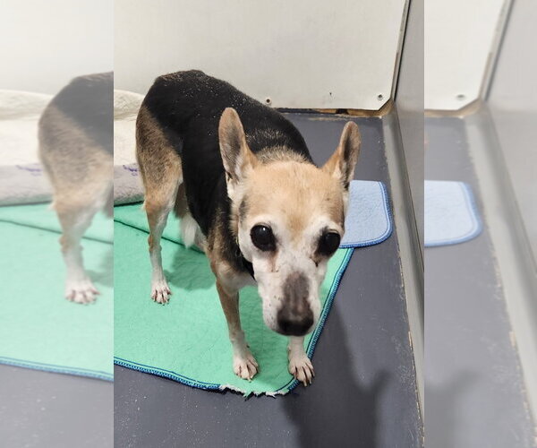 Medium Photo #1 Rat Terrier Puppy For Sale in Walnutport, PA, USA