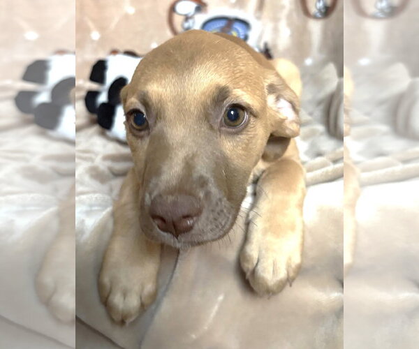 Medium Photo #3 American Pit Bull Terrier-Unknown Mix Puppy For Sale in Wetumpka, AL, USA