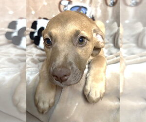 261211  Montana - Female American Pit Bull Terrier-Unknown Mix Dog for Adoption - Photo #3