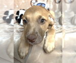 Small #2 American Pit Bull Terrier Mix