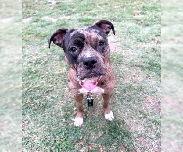 Medium Photo #5 Mutt Puppy For Sale in Rockville, MD, USA