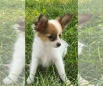 Small #1 Papillon
