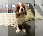 Small #1 Cavalier King Charles Spaniel