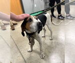 Small #1 Coonhound