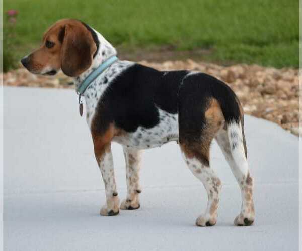 Medium Photo #6 Beagle Puppy For Sale in Dunnellon, FL, USA