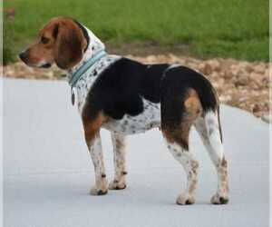 Gemma - Female Beagle Dog for Adoption - Photo #6
