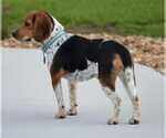Small Photo #6 Beagle Puppy For Sale in Dunnellon, FL, USA