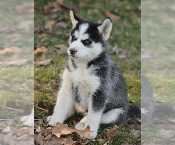Medium Photo #5 Siberian Husky Puppy For Sale in STEVENS, PA, USA