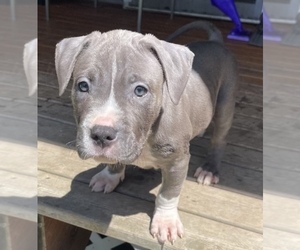 American Pit Bull Terrier Puppy for sale in SNOHOMISH, WA, USA