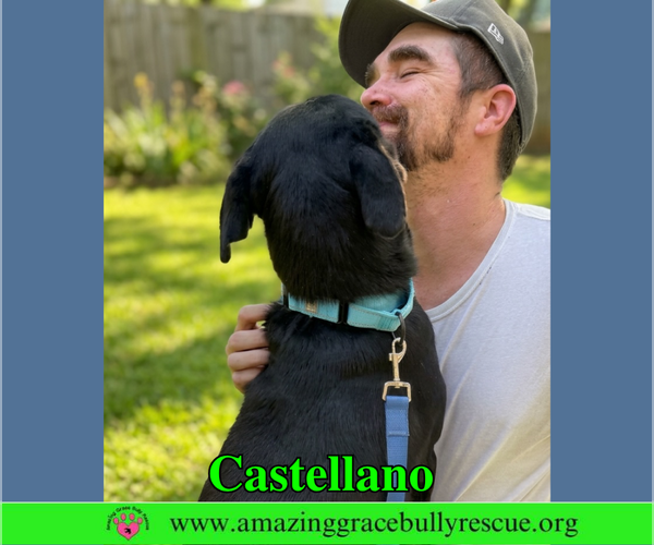 Medium Photo #3 Rottweiler-American Pit Bull Terrier Puppy For Sale in Milton, FL, USA