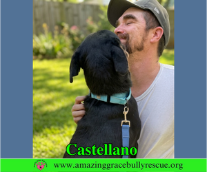 Castellano - Male Rottweiler-American Pit Bull Terrier Dog for Adoption - Photo #3