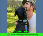 Small #2 Rottweiler-American Pit Bull Terrier