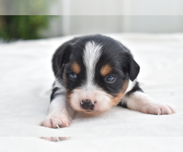 Medium Photo #6 Miniature Australian Shepherd Puppy For Sale in PALM COAST, FL, USA