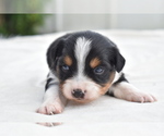 Small #5 Miniature Australian Shepherd