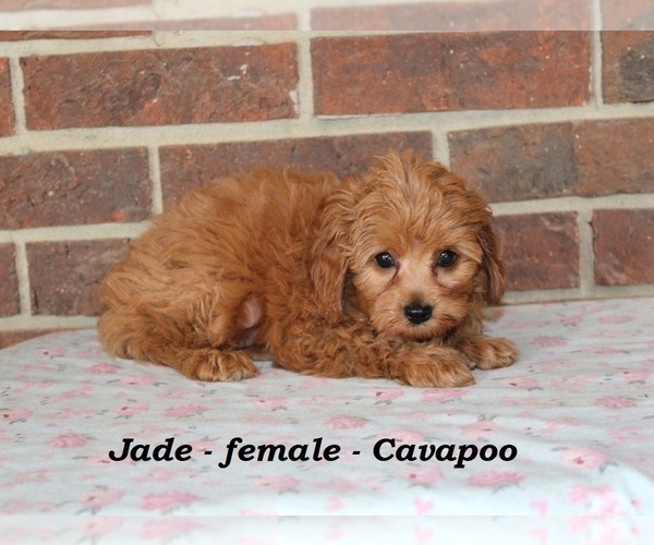 Medium Photo #1 Cavapoo Puppy For Sale in CLARKRANGE, TN, USA