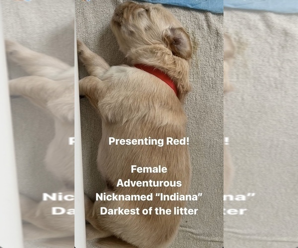 Medium Photo #3 Golden Retriever Puppy For Sale in STATHAM, GA, USA