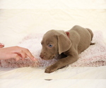 Small #9 Weimaraner