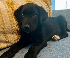 Border Collie-Golden Labrador Mix Puppy for sale in PURDY, MO, USA