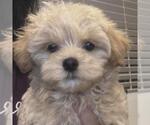 Small #11 Maltipoo (Miniature)