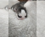 Small Photo #22 Siberian Husky Puppy For Sale in DANBY, VT, USA