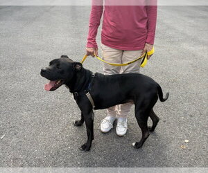 CHRIS - Male Boxer Dog for Adoption - Photo #2