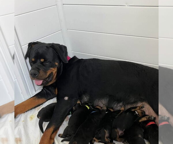 Medium Photo #1 Rottweiler Puppy For Sale in Mooresville, NC, USA