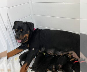 Rottweiler Dogs for adoption in Mooresville, NC, USA