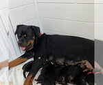 Rottweiler Puppy ( Evangelina) - Female Rottweiler Dog for Adoption - Small photo