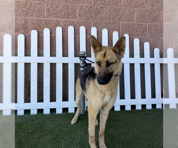 Medium Photo #1 German Shepherd Dog Puppy For Sale in Modesto, CA, USA