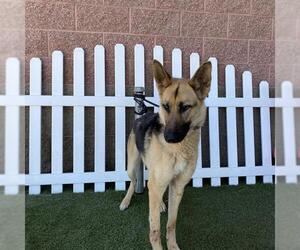 German Shepherd Dog Dogs for adoption in Modesto, CA, USA