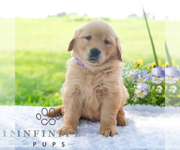 Medium Photo #5 Golden Retriever Puppy For Sale in NEWPORT, PA, USA