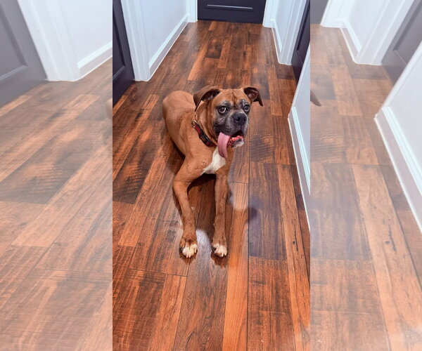 Medium Photo #3 Boxer Puppy For Sale in Dumont, NJ, USA