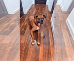 Small #2 Boxer