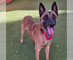 German Shepherd Dog-Unknown Mix Dogs for adoption in Las Vegas, NV, USA