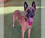 *BUSTER - Male German Shepherd Dog-Unknown Mix Dog for Adoption - Small photo