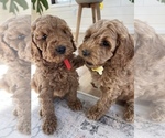 Small Photo #2 Cockapoo Puppy For Sale in ANTWERP, NY, USA