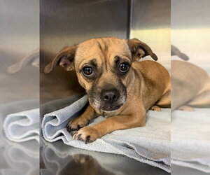 Chug Dogs for adoption in Grand Prairie, TX, USA