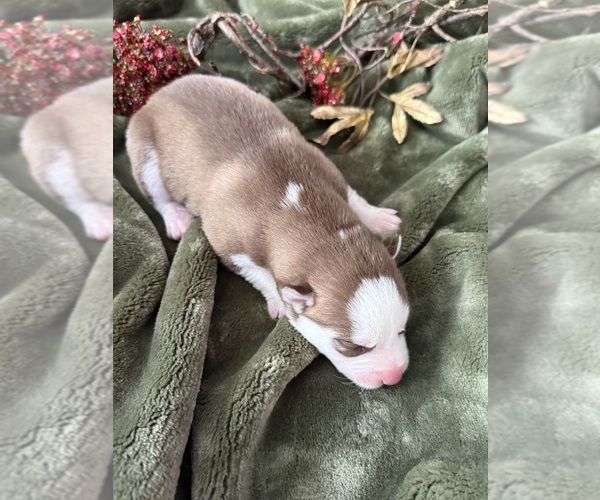Medium Photo #18 Siberian Husky Puppy For Sale in STAPLES, MN, USA