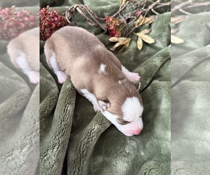 Medium Siberian Husky