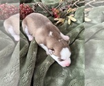 Puppy Sansa Siberian Husky