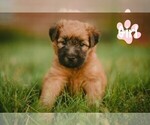 Puppy Pretty Girl Soft Coated Wheaten Terrier