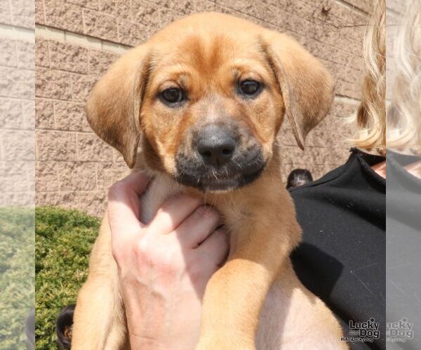 Medium Photo #3 Mutt Puppy For Sale in Washington, DC, USA