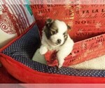 Small Photo #4 Pomeranian Puppy For Sale in SEBASTIAN, FL, USA
