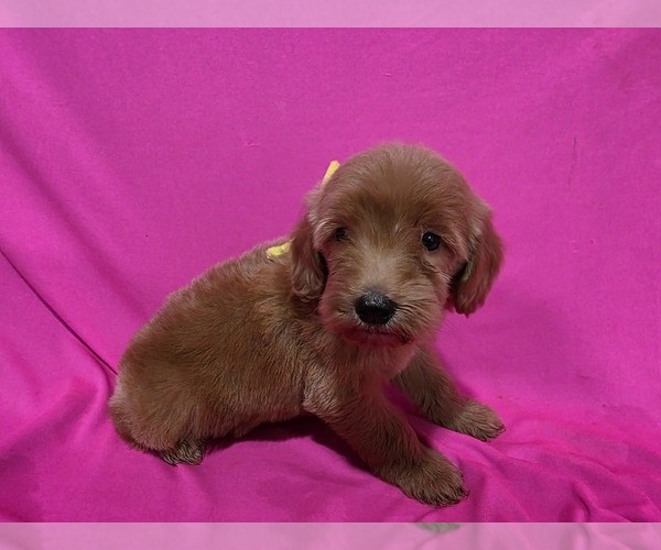 Medium Photo #4 Goldendoodle Puppy For Sale in DUBLIN, TX, USA