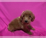 Small #3 Goldendoodle