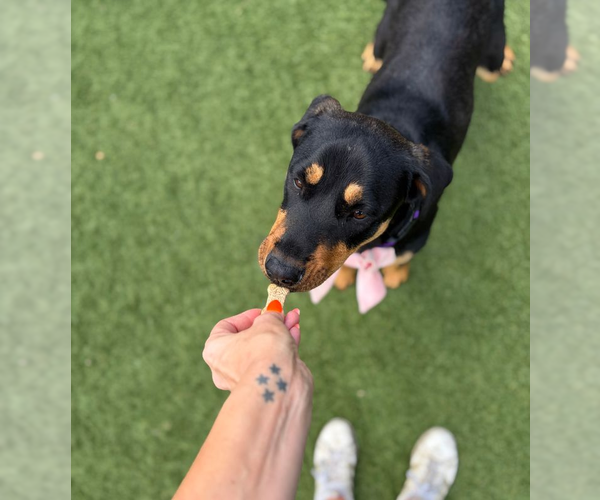 Medium Photo #3 Rottweiler Puppy For Sale in Hillsboro, NH, USA