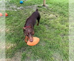 Small #17 Doberman Pinscher