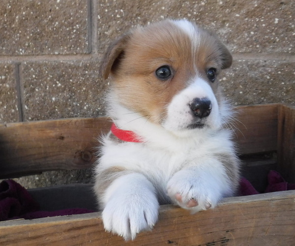 Medium Photo #4 Pembroke Welsh Corgi Puppy For Sale in REDDING, CA, USA