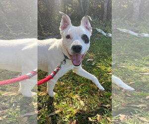 Mutt Dogs for adoption in Rustburg, VA, USA